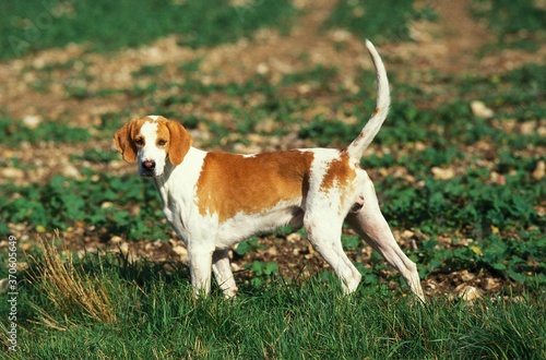 Фотография Great Anglo French White and Orange Hound or Grand Anglo Francais Blanc et Orang