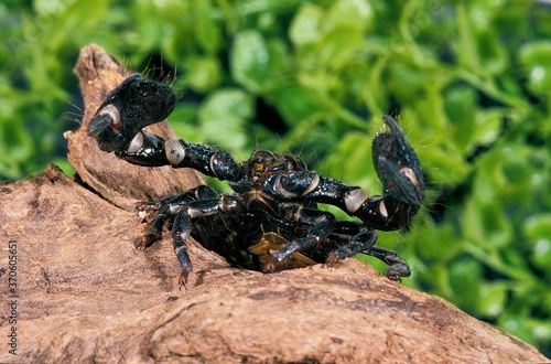 Imperial Scorpion, pandinus imperator