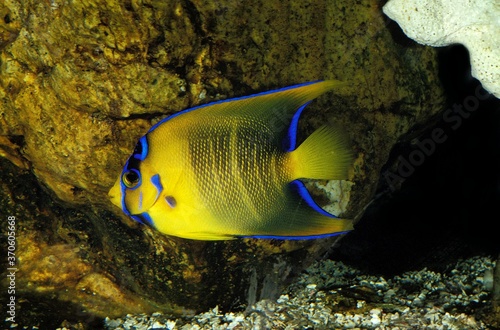 Blue Angelfish, holacanthus isabelita, Adult photo