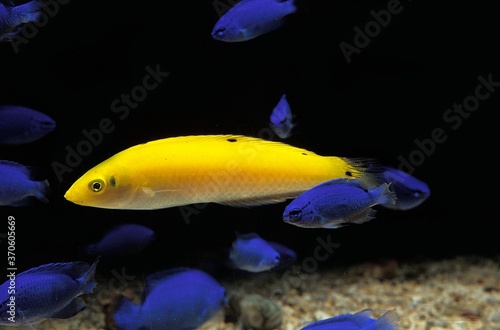 Yellow Wrasse or Canary Wrasse, halichoeres chrysus, Aquarium Fishes
