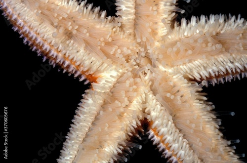 Starfish, Underside View © slowmotiongli