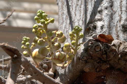 Couroupita guianensis, known by a variety of common names including cannonball tree. There are medicinal uses for many parts of this tree and the tree has cultural and religious significance