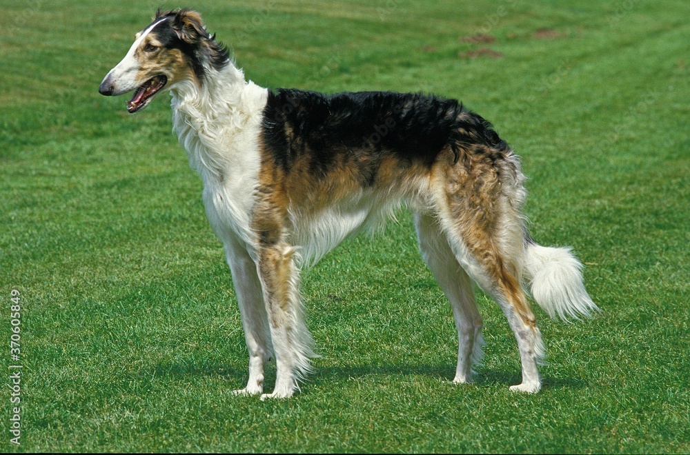 Fototapeta premium Borzoi or Russian Wolfhound, Adult standing on Grass