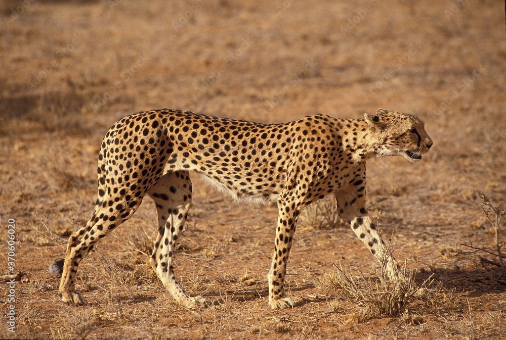 Obraz premium Cheetah, acinonyx jubatus, Adult, Masai Mara Park in Kenya