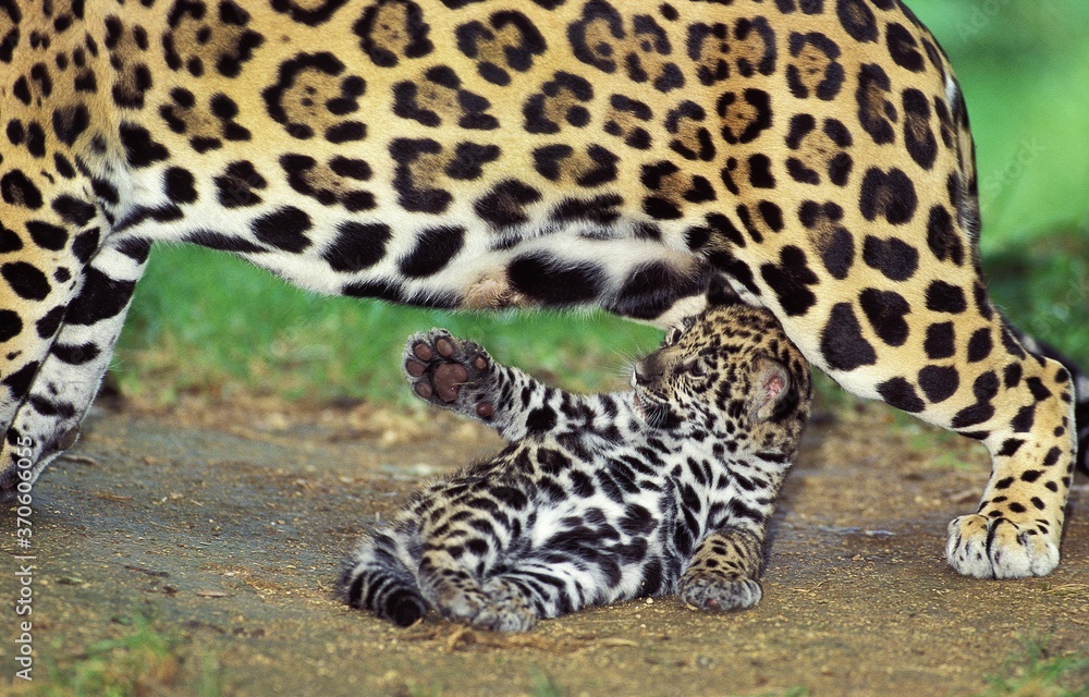 Jaguar, panthera onca, Female Playing with Cub