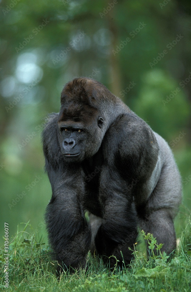 Eastern Lowland Gorilla, gorilla gorilla graueri, Silverback Male Eastern Lowland Gorilla, gorilla gorilla graueri, Silverback Male