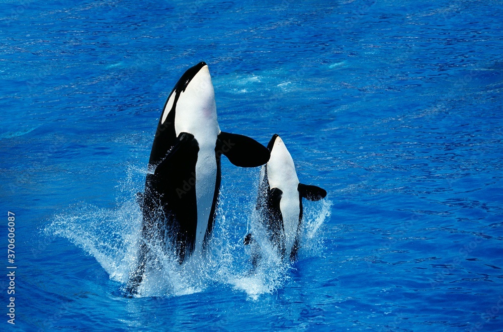 Fototapeta premium Killer Whale, orcinus orca, Female with Calf Breaching