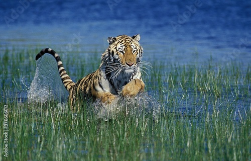 Photography Bengal Tiger, panthera tigris tigris, Adult running in Water