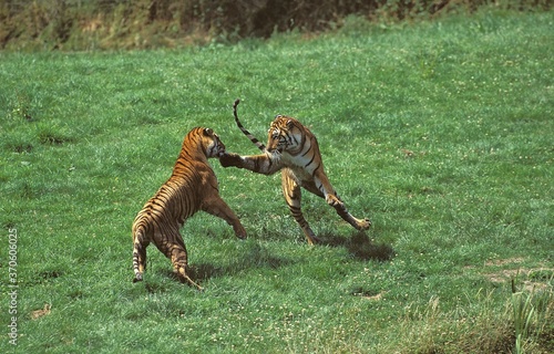 Bengal Tiger, panthera tigris tigris, Adults fighting photo