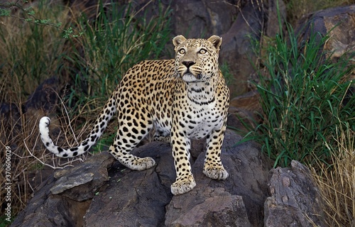 Leopard, panthera pardus, Adult standing on Rock © slowmotiongli