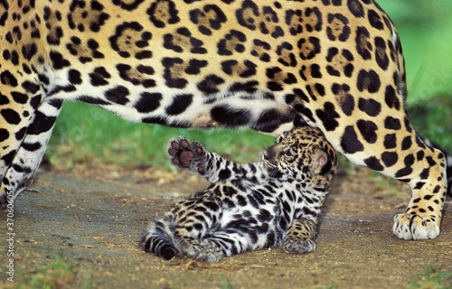 Jaguar, panthera onca, Female Playing with Cub