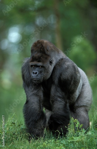 Eastern Lowland Gorilla  gorilla gorilla graueri  Silverback Male