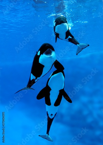 Killer Whale, orcinus orca, Adults with Calf