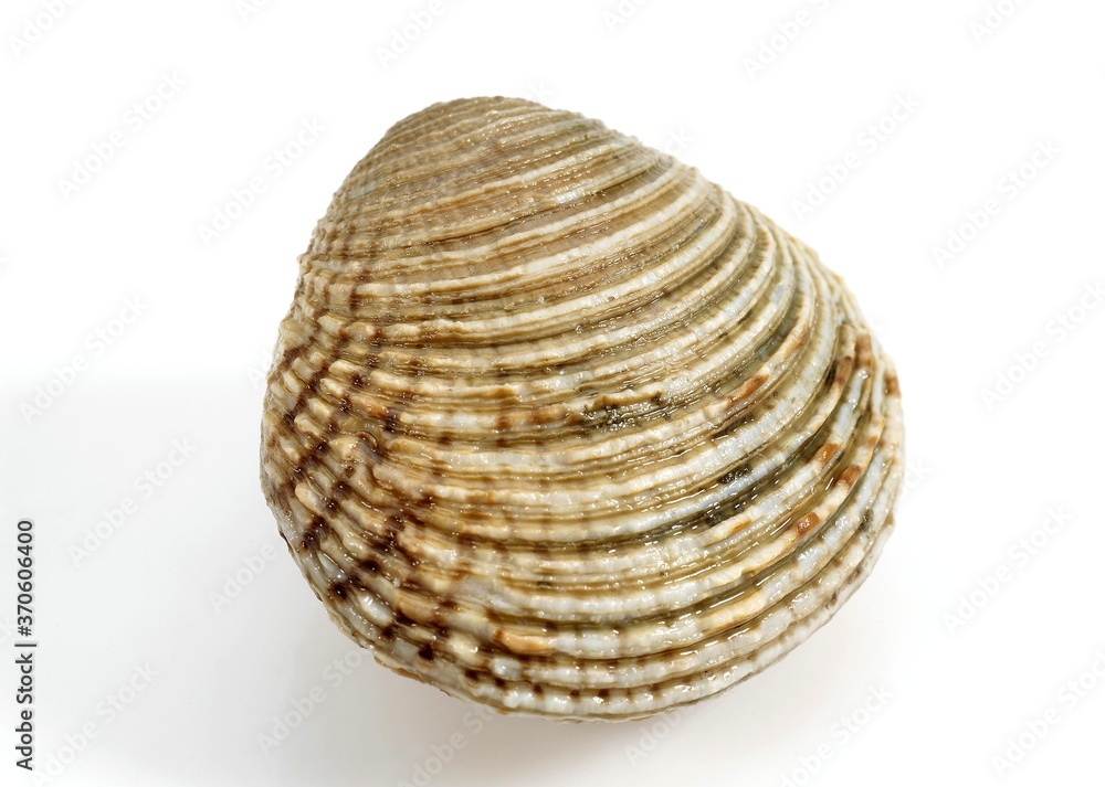 Clam, venus verrucosa, Shell against White Background Clam, venus verrucosa, Shell against White Background