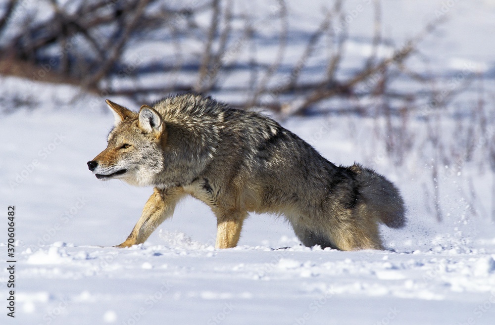 Coyote, canis latrans, Adult standing on Snow, Montana Coyote, canis latrans, Adult standing on Snow, Montana