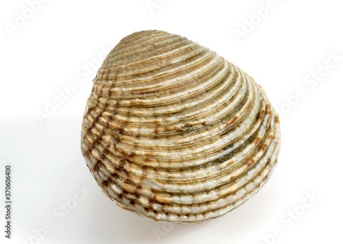 Clam, venus verrucosa, Shell against White Background