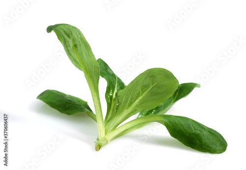 Foto Corn Salad or Lamb's Lettuce, valerianella olitoria against White Background