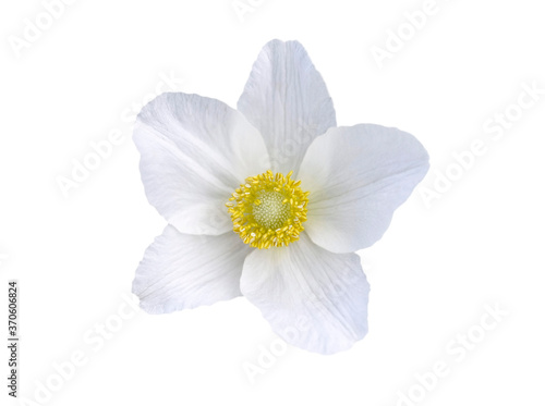 white anemone flower isolated on white