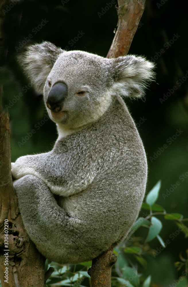 Fototapeta premium Koala, phascolarctos cinereus, Adult sitting on Branch, Australia