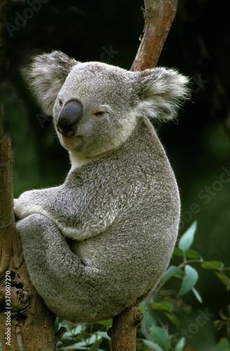 Photography Koala, phascolarctos cinereus, Adult sitting on Branch, Australia