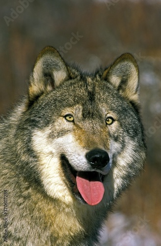 North American Grey Wolf  canis lupus occidentalis  Portrait of Adult with Tongue out  Canada