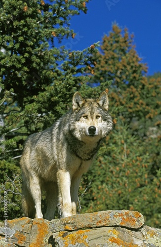 North American Grey Wolf, canis lupus occidentalis, Adult standing on Rock, Canada