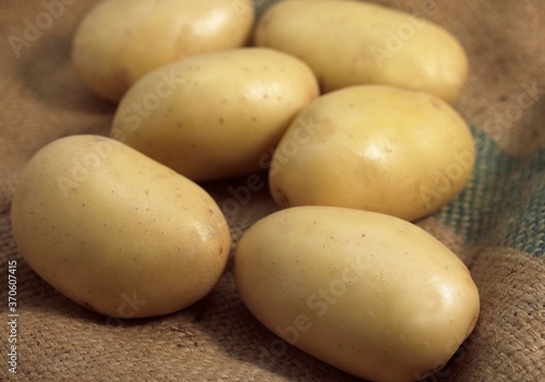 Mona Lisa Potato, solanum tuberosum