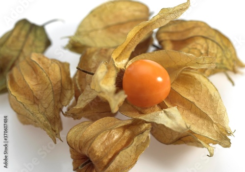 Chinese Lantern Fruit, physalis alkekenge, Fruits against White Background photo