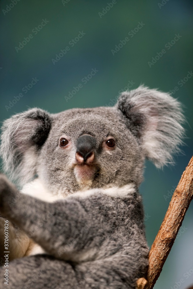 Naklejka premium Koala, phascolarctos cinereus, Female