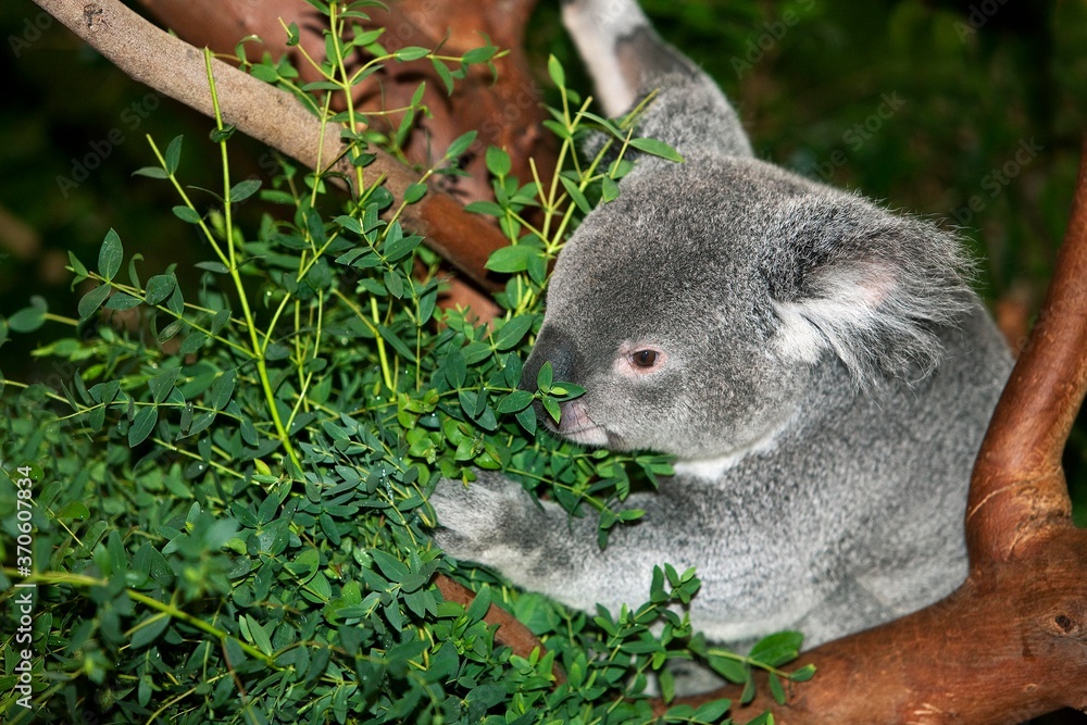 Obraz premium Koala, phascolarctos cinereus, Male eating Leaves of Eucalyptus