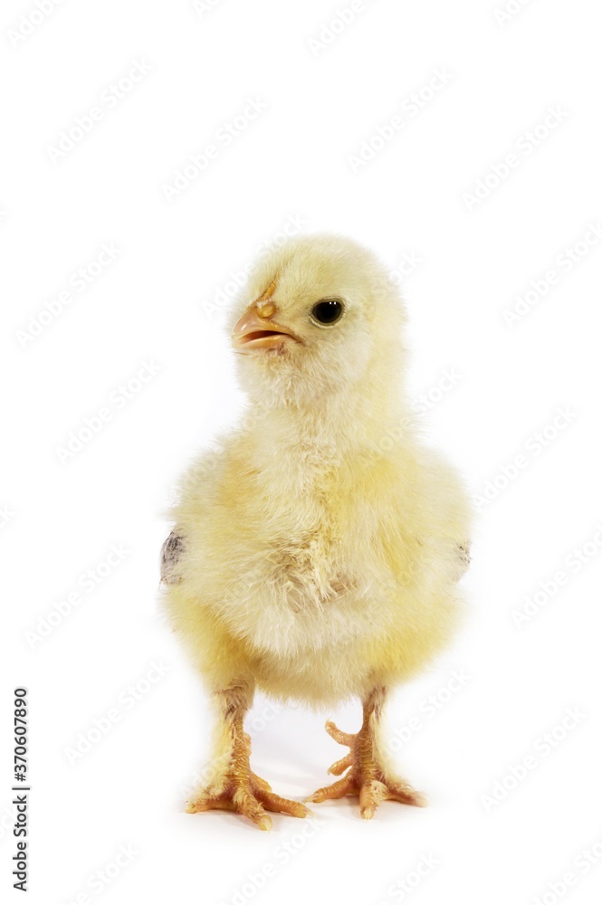 Domestic Chicken, Chick against White Background Domestic Chicken, Chick against White Background