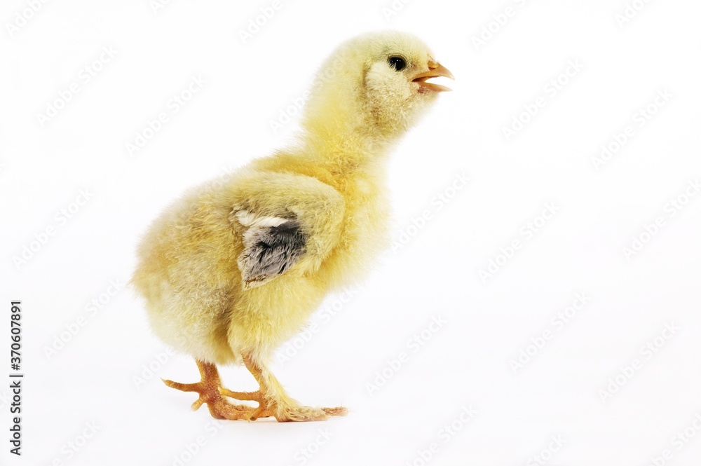 Fototapeta premium Domestic Chicken, Chick against White Background