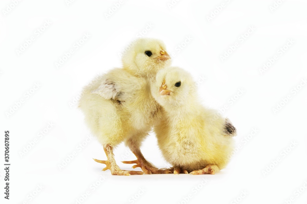 Fototapeta premium Domestic Chicken, Chicks against White Background