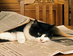 Black and White Skogkatt Domestic Cat, Adult playing with Newspaper