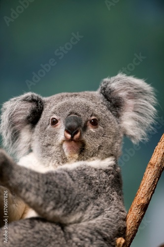 Koala  phascolarctos cinereus  Female