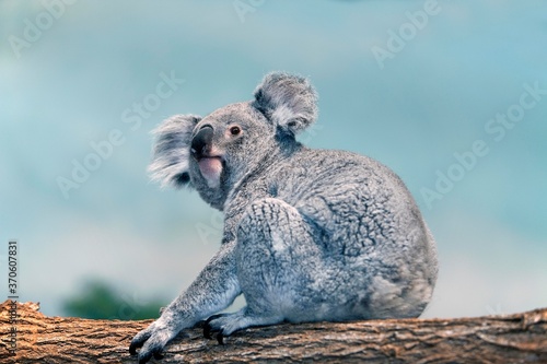 Photography Koala, phascolarctos cinereus, Female standing on Branch
