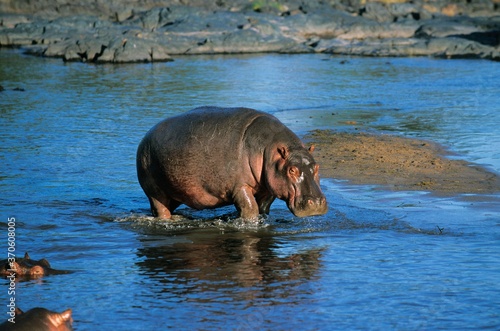 Foto Hippopotamus, hippopotamus amphibius, Adult in Mara River, Masai Mara Park in Ke