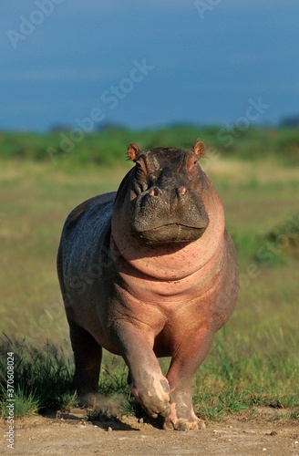 Fotografía Hippopotamus, hippopotamus amphibius, Adult in Masai Mara Park, Kenya