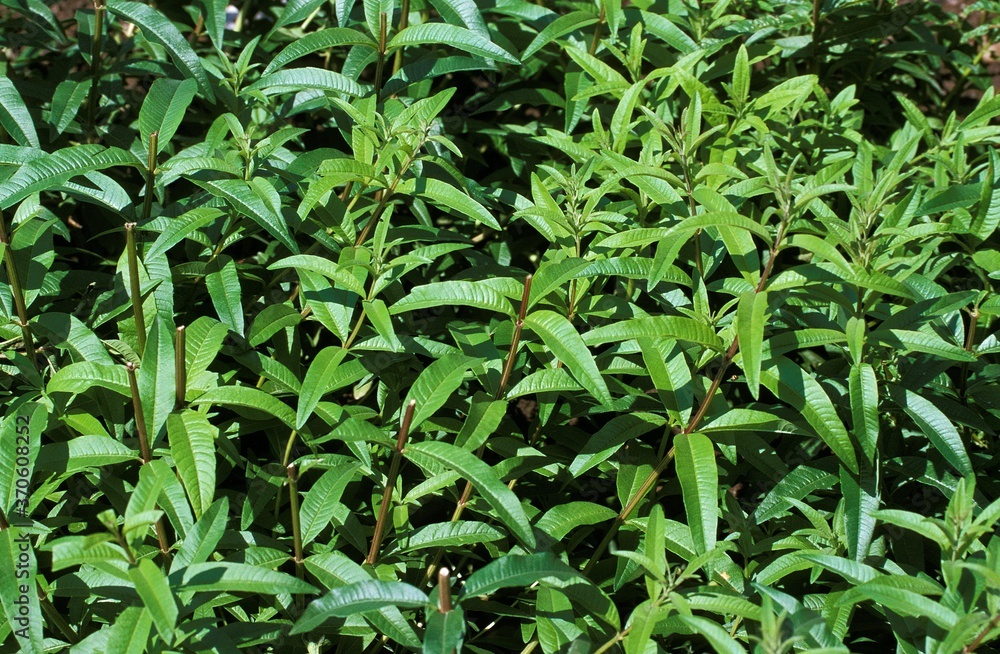 Peppermint, mentha piperita Peppermint, mentha piperita