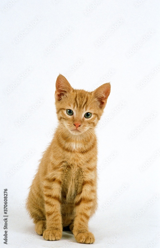 Red Tabby Domestic Cat, Kitten sitting against White Background Red Tabby Domestic Cat, Kitten sitting against White Background