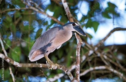 Boat Billed Heron, cochlearius cochlearius, Adult standing in Tree, Costa Rica photo