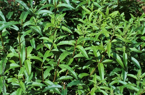 Peppermint, mentha piperita