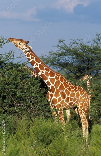 Reticulated Giraffe  giraffa camelopardalis reticulata  Adult eating Acacia Leaves  Samburu Park in Kenya
