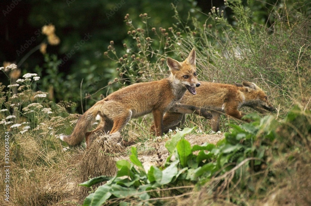 Red Fox, vulpes vulpes, Adults standing in Meadow, Normandy Red Fox, vulpes vulpes, Adults standing in Meadow, Normandy