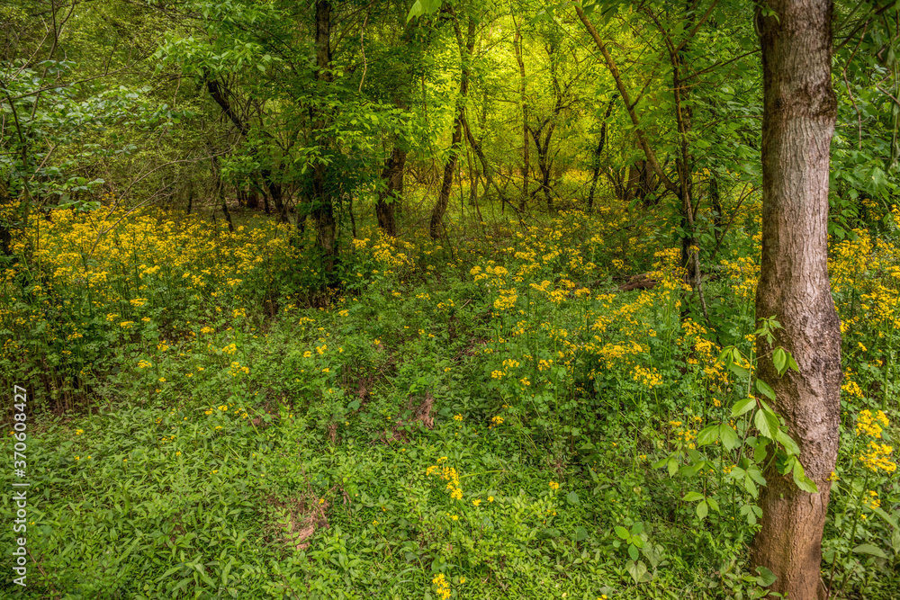Butterweed throughout the forest Butterweed throughout the forest