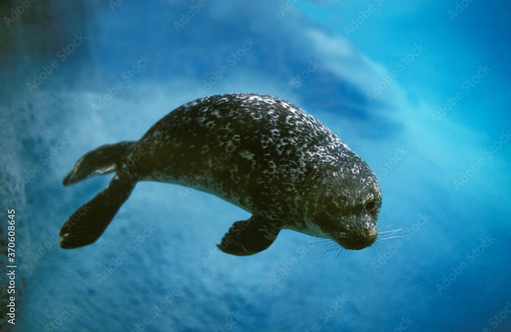 Obraz premium Harbour Seal, phoca vitulina, Adult underwater view