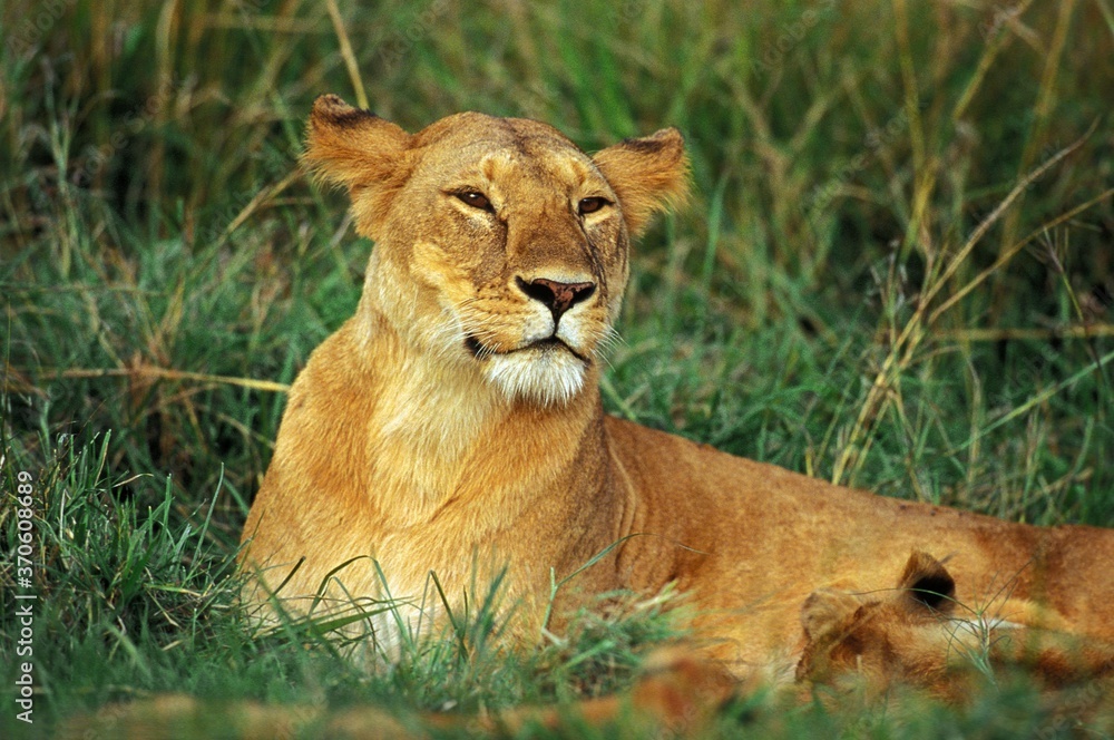 African Lion, panthera leo, Female laying on Grass African Lion, panthera leo, Female laying on Grass