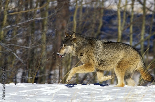 North American Grey Wolf  canis lupus occidentalis  Adult walking on Snow  Canada