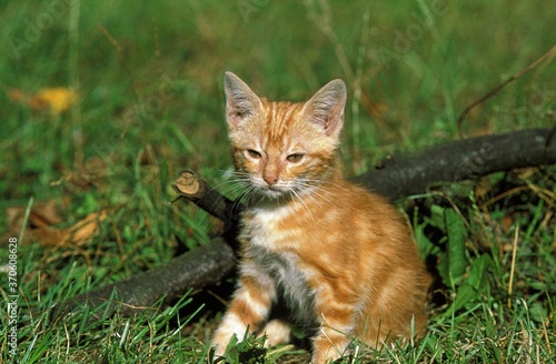Red Tabby Domestic Cat, Kitten sitting on Grass