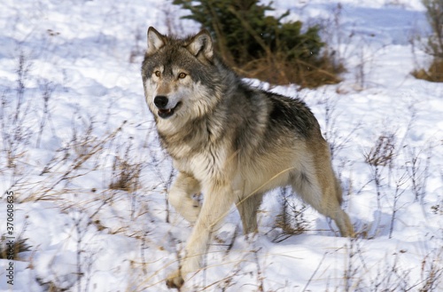North American Grey Wolf  canis lupus occidentalis  Adult walking on Snow  Canada